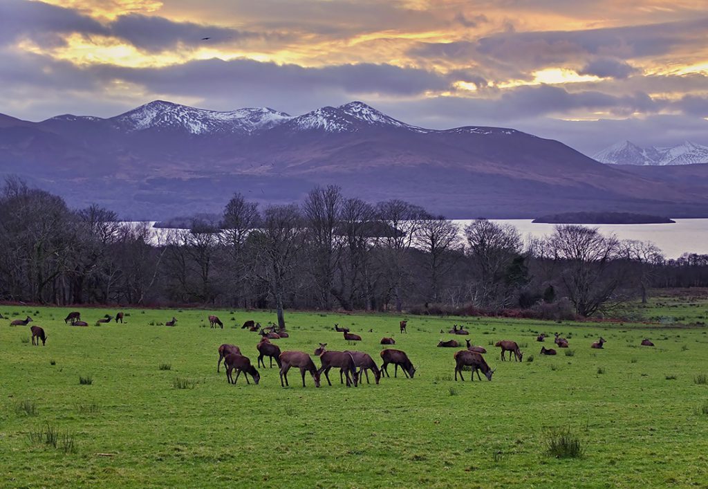 Grazing Deer in Killarney National Park