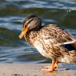 Wild Gray Duck on Lough Leane