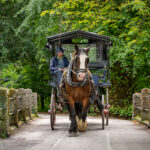 Enjoy the sights of Killarney National Park from the traditional Jaunting Car. Operating all year-round, the Killarney Jaunting car trip is a "must" for every one visiting Killarney.