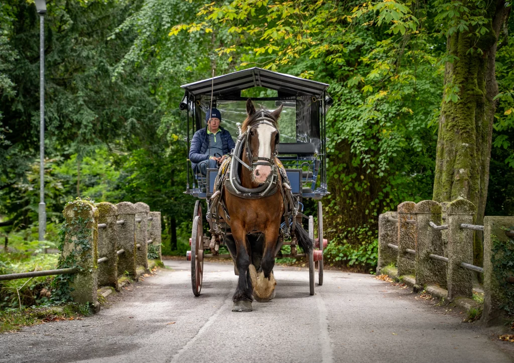 Horse-drawn carriage crossing a stone bridge in a lush green Killarney landscape.